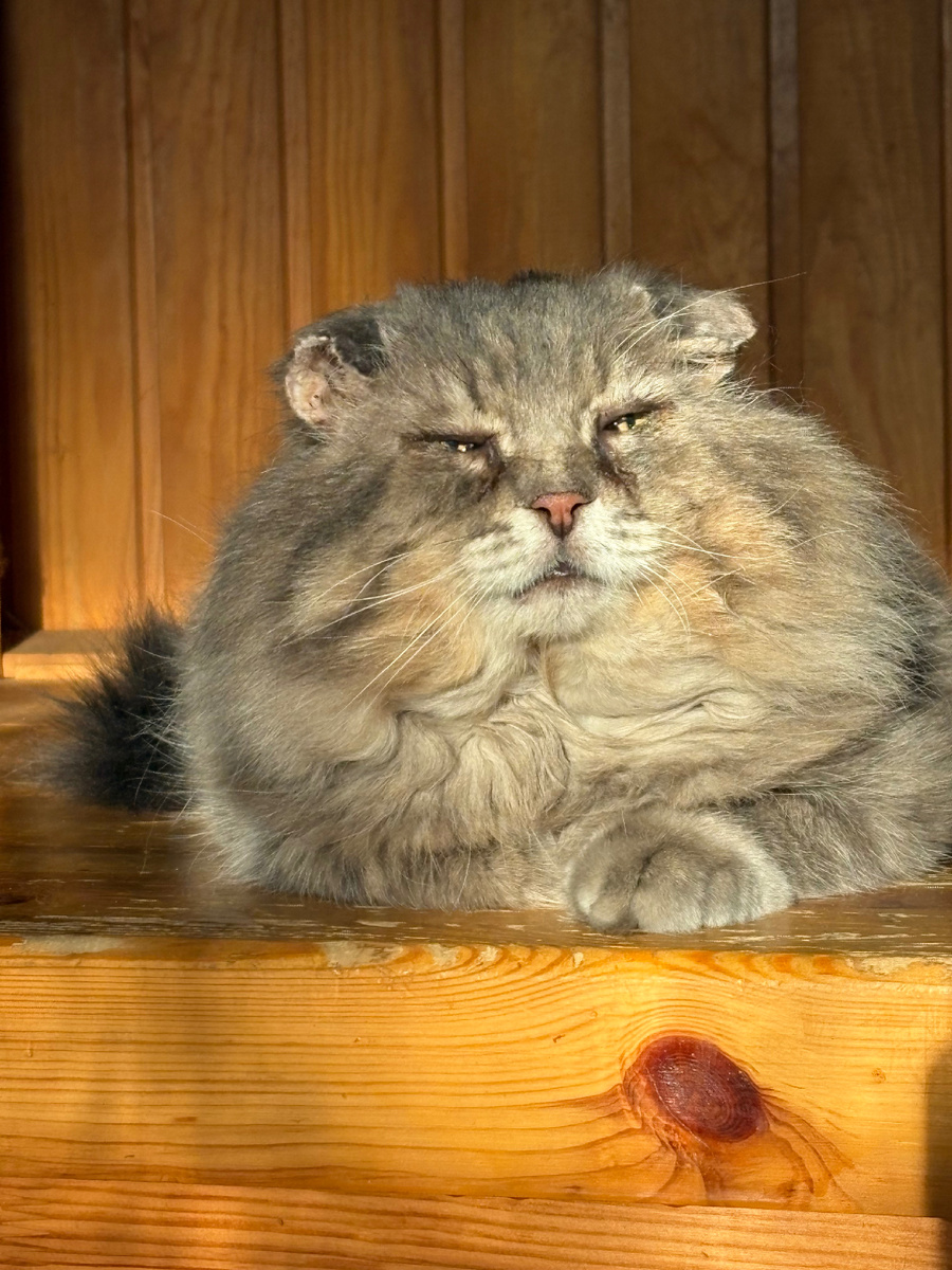 Ну и чего вы там опять придумали!! Везде фото автра.