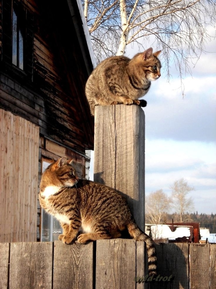 иллюстрация из яндекс картинки.