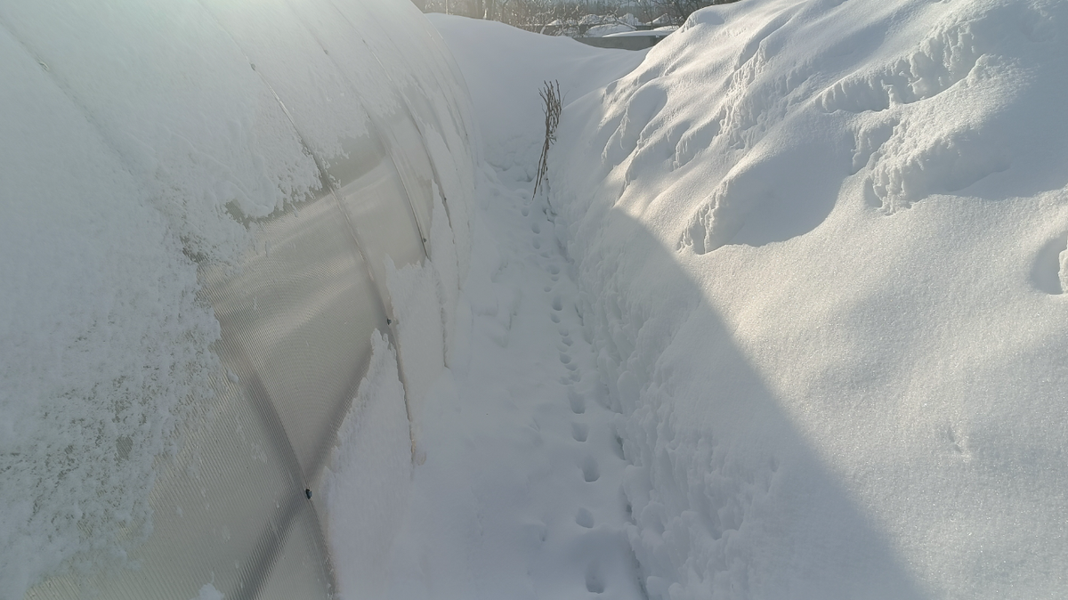 Фото нашего читателя "Ибрагимыч". Сугробы вокруг теплицы. 