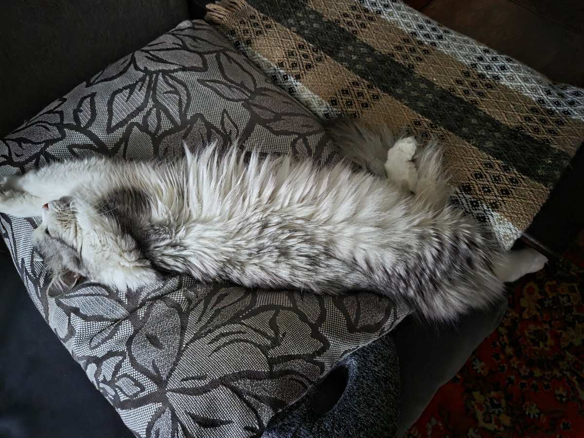 А это он днём, после ночного дежурства... подушки не хватило, лапка свешивается. Стелем ещё плед на подлокотник, чтобы ему было удобнее и не жёстко. Доктор спит!