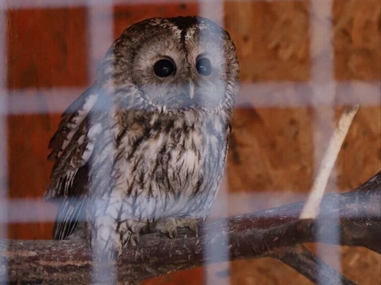     Четыре неясыти появились в Соколином дворе в начале февраля. Фото: пресс-служба Новгородского музея-заповедника