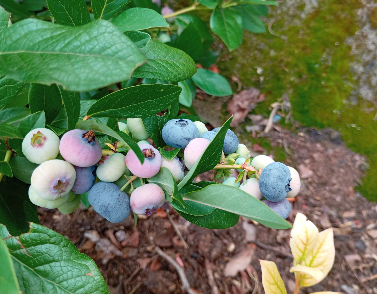 Голубика фото автора.