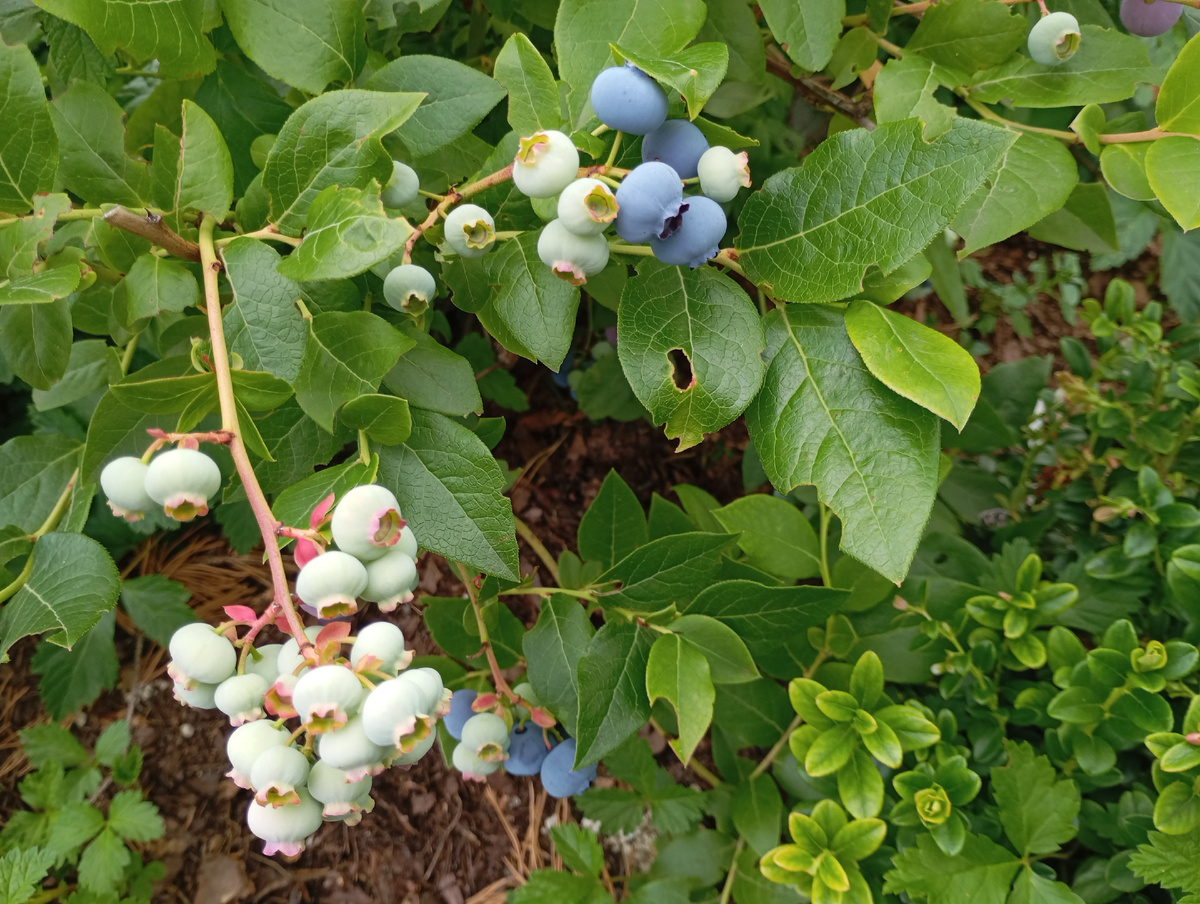 Голубика, фото автора.