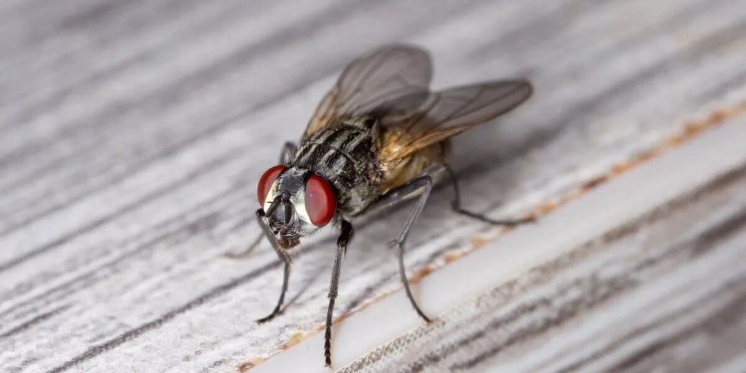 Как муха обрабатывает информацию? Секреты нейронной системы самого быстрого насекомого