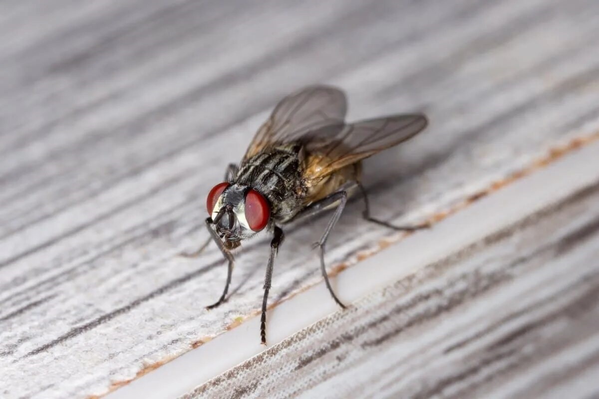 Фото с сайта: https://www.bugs.com/blog/how-to-get-rid-of-house-flies/