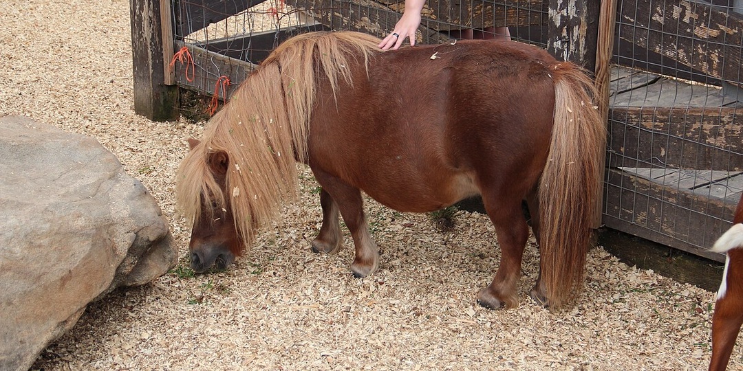 Почему у пони короткий период беременности? Эволюция, метаболизм и выживание потомства