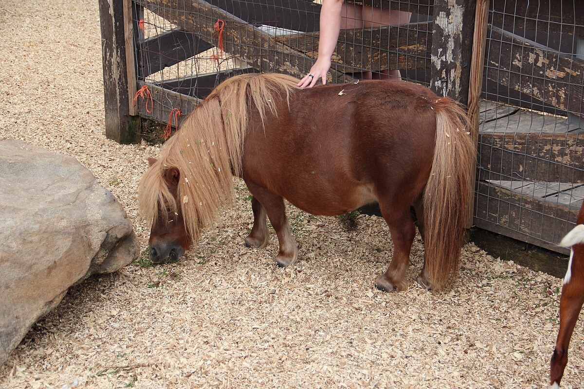 Фото с сайта: https://commons.wikimedia.org/wiki/File:Pony_at_the_Dillard_House_petting_zoo,_Aug_2017.jpg