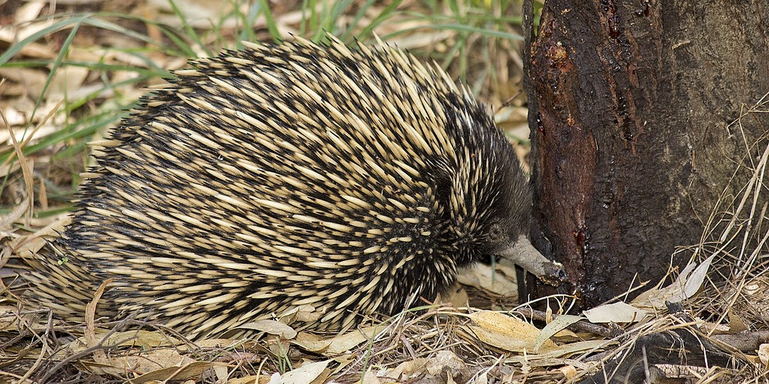Где ехидна высиживает своё яйцо? Удивительная забота яйцекладущего млекопитающего