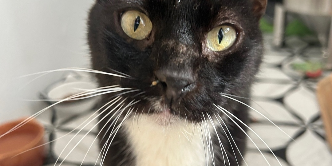 🆘🆘🆘ПОМОГИТЕ ЗАКРЫТЬ ДОЛГ ЗА ЛЕЧЕНИЕ КОТА ОСКАРА🙏🆘🆘🆘