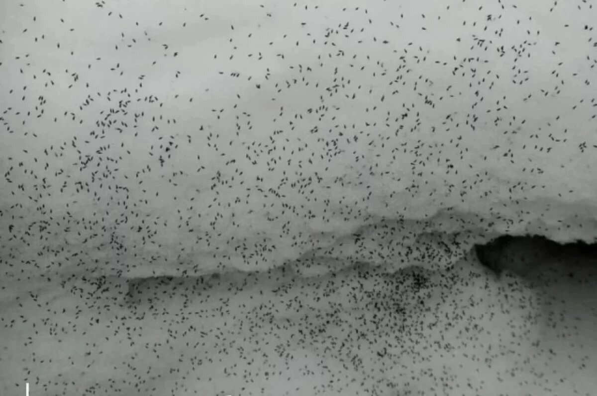    В Липецкой области проснулись «снежные блохи»