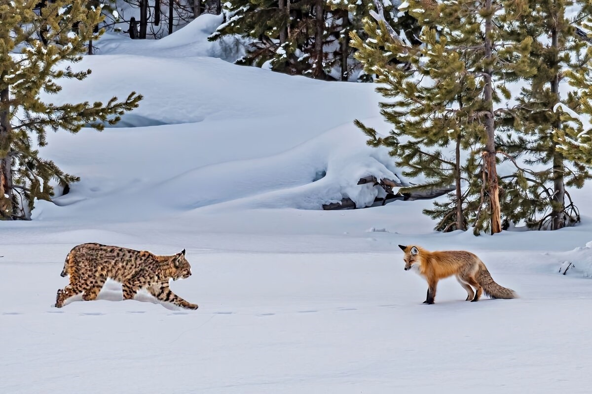 Фото с сайта: https://dzen.ru/a/X_hdE9GpBkHKZfEX