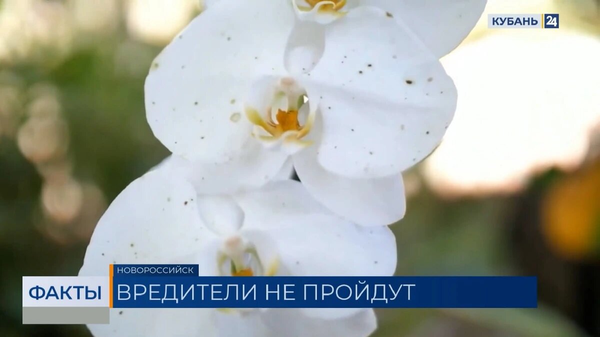    Скриншот видео телеканала «Кубань 24»