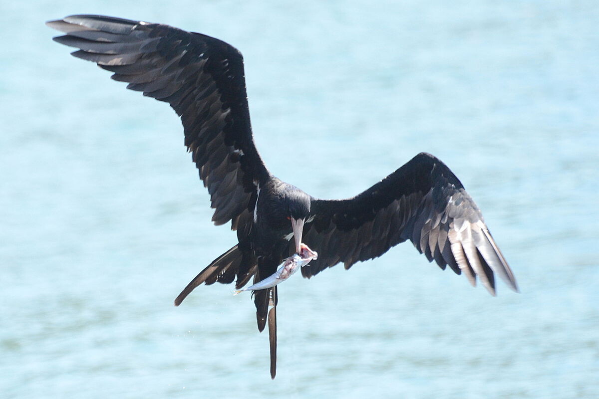 Фото с сайта: https://commons.wikimedia.org/wiki/File:Fregata_ariel_-_Labuan_Tawoa_-_Batuputih_(4).JPG