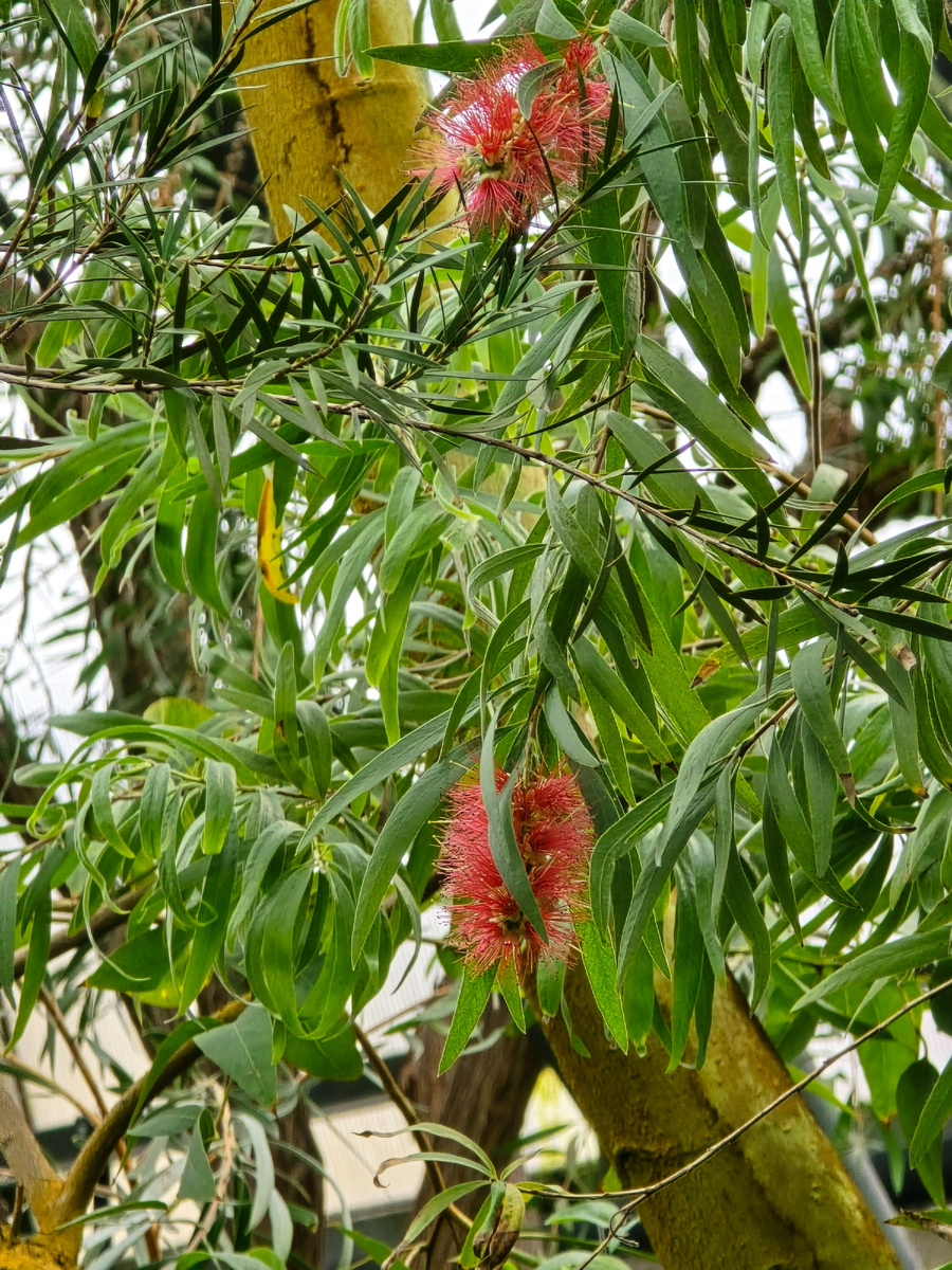 Каллистемон, или Красивотычиночник (лат. Callistemon).