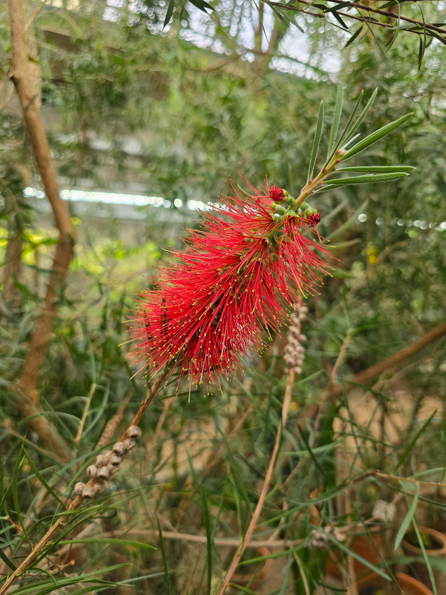 Каллистемон, или Красивотычиночник (лат. Callistemon).