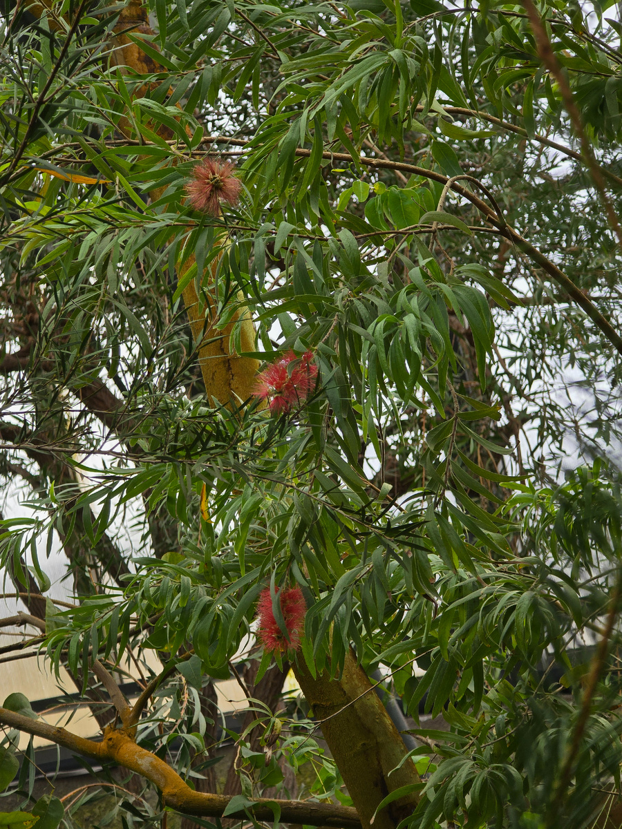 Каллистемон, или Красивотычиночник (лат. Callistemon).