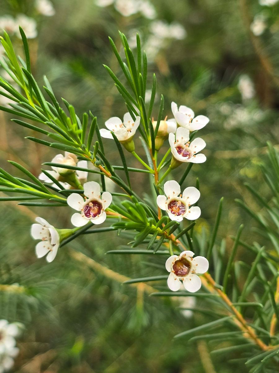 Хамелациум, или восковой мирт, (лат. Chamelaucium).