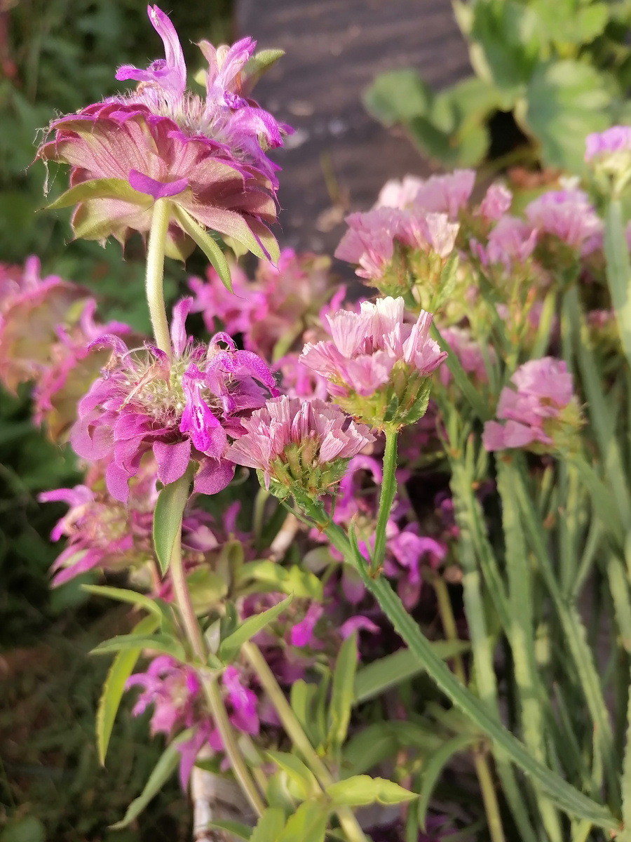 Мои цветочки пусть согреют ваши сердца и дадут капельку позитива.