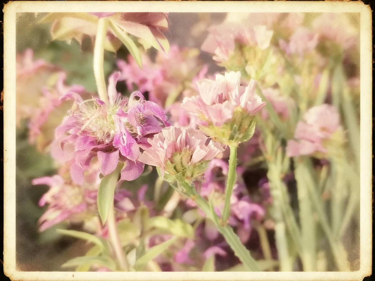 Решив не делать надпись, задала задание - сделать открытку в винтажном стиле, на что он мне всё фото засветил так, что и цветов не осталось...