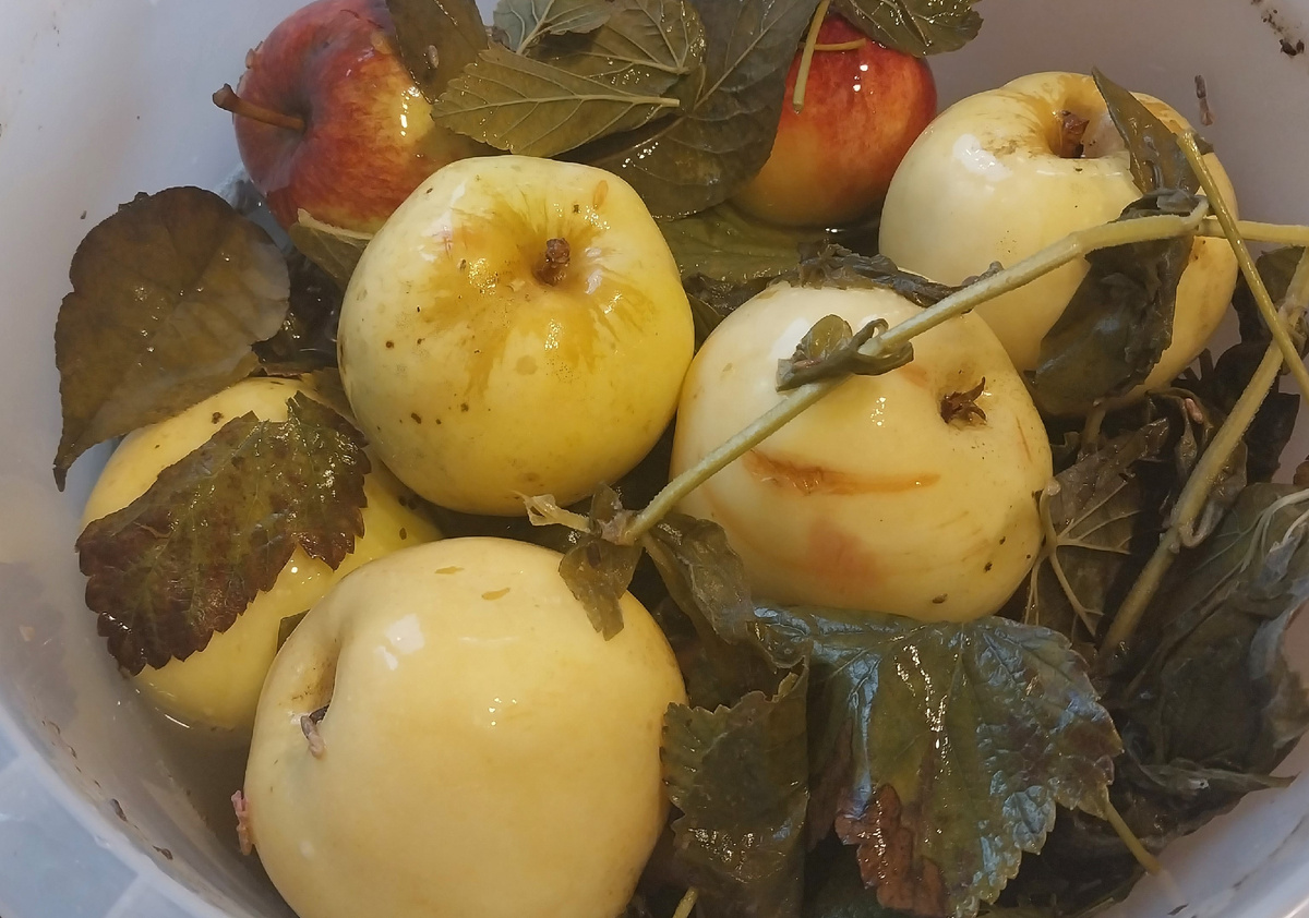 антоновка и спартан