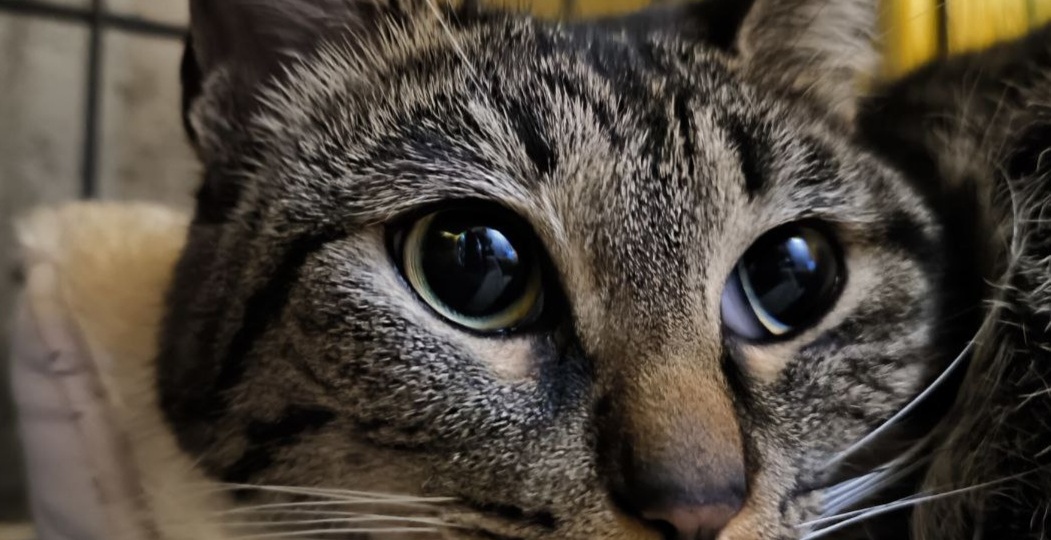 Пихта, кошечка с инопланетной внешностью