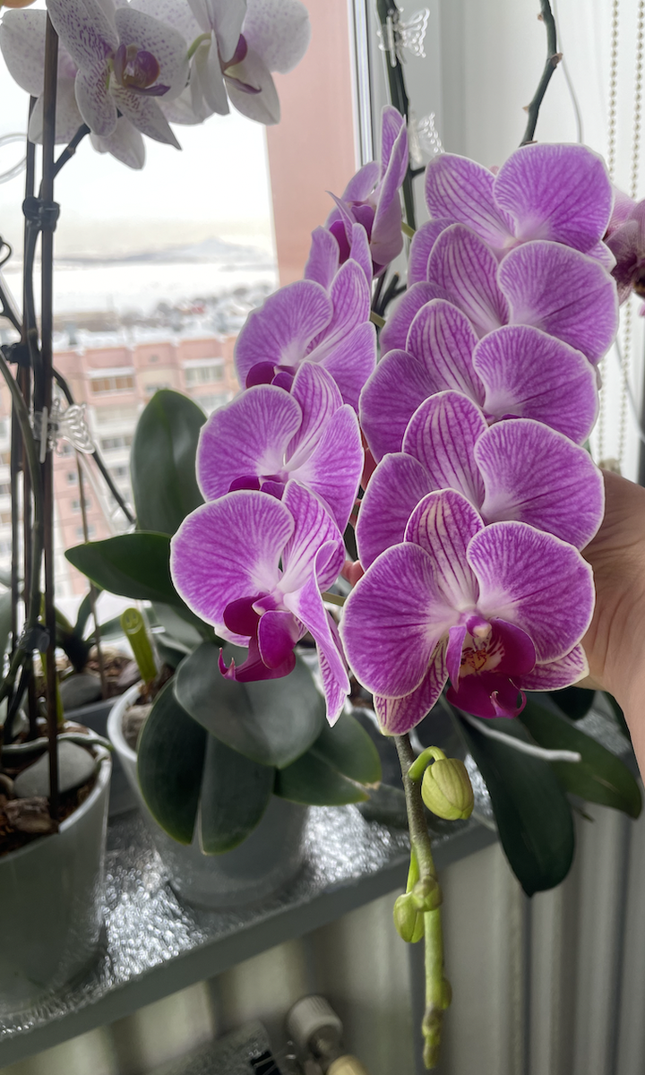Голубая орхидея фаленопсис. Цветение 2024 года. Каскад. Орхидеи С Еленой Кузнецовой