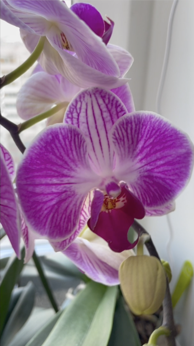 Голубая орхидея фаленопсис. Цветение 2024 года. Орхидеи С Еленой Кузнецовой