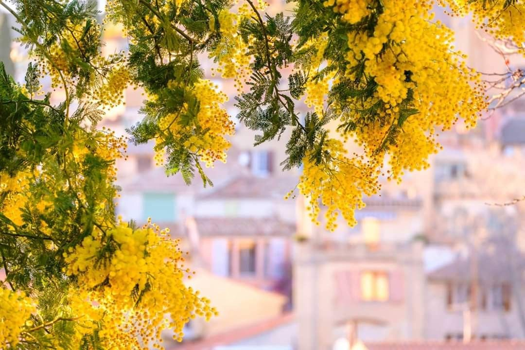 ���� �� �������