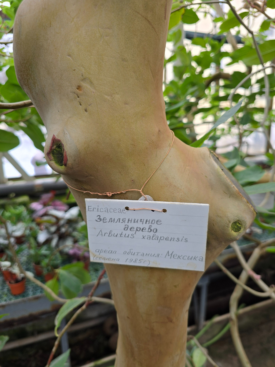 Земляничное дерево мексиканское (лат. Arbutus xalapensis).