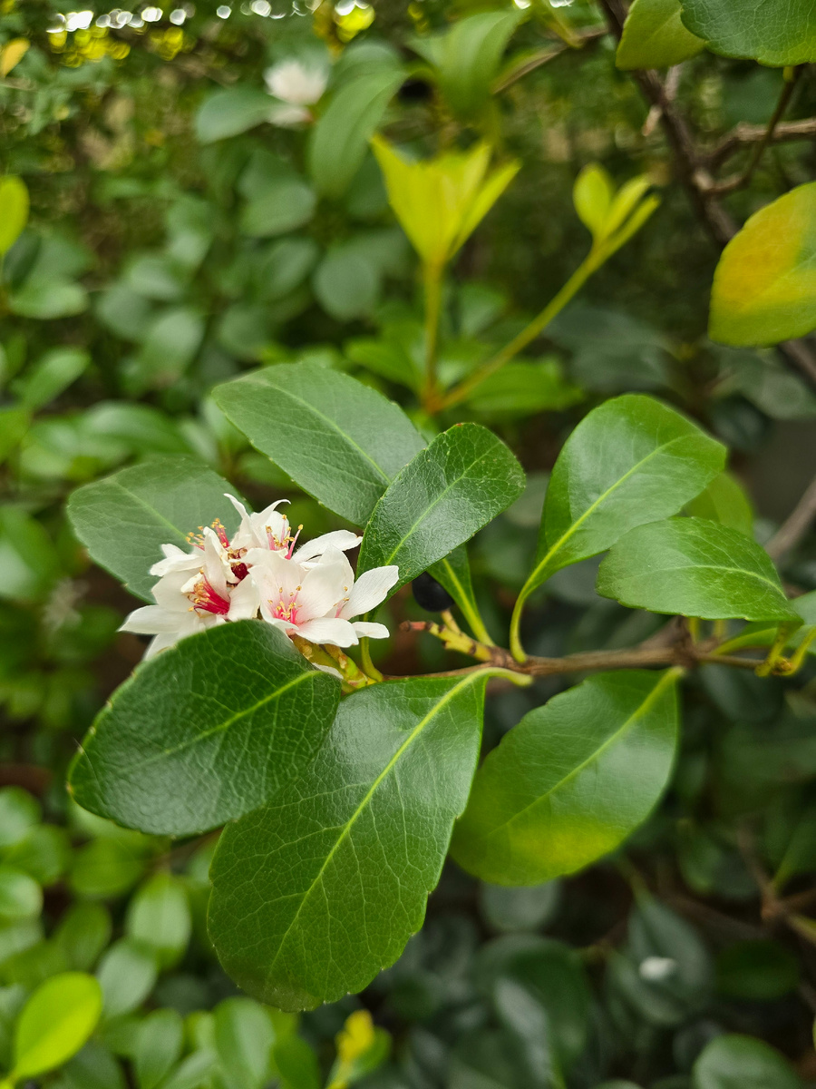 Рафиолепис зонтичный, или иглочешуйник зонтичный (лат. Rhaphiolepis umbellata).