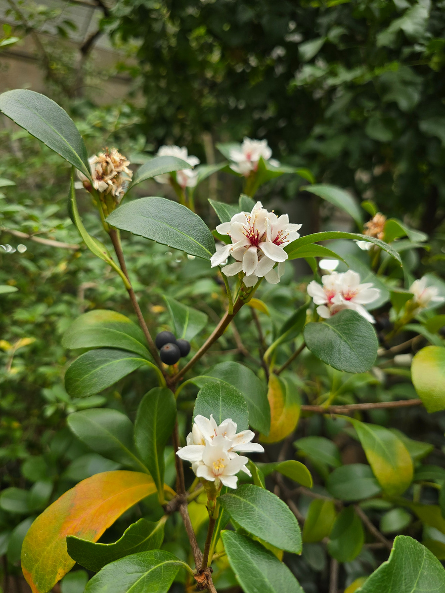 Рафиолепис зонтичный, или иглочешуйник зонтичный (лат. Rhaphiolepis umbellata).