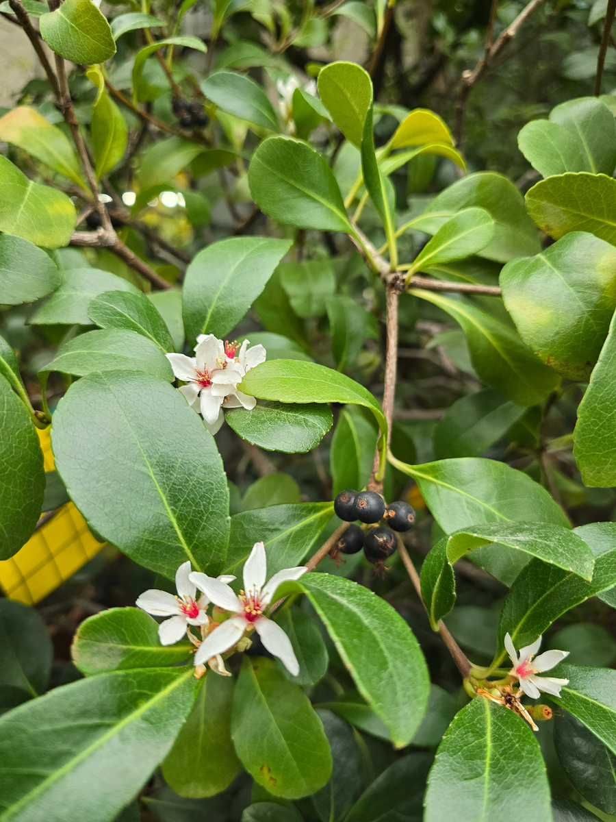 Рафиолепис зонтичный, или иглочешуйник зонтичный (лат. Rhaphiolepis umbellata).