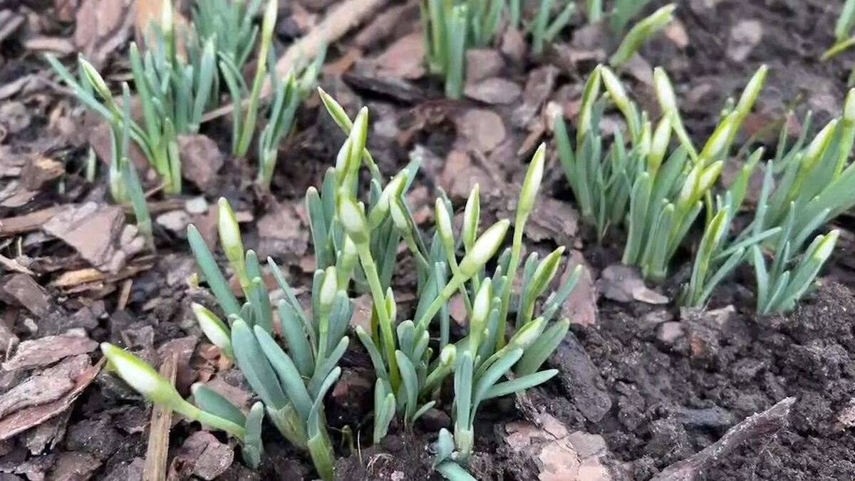    Фото: t.me/botsad_spb_official