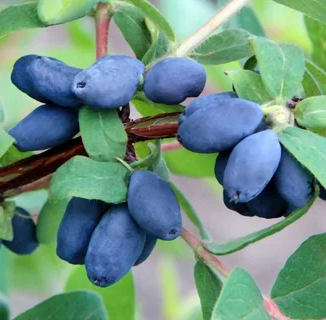 Жимолость сбросит ягоды за ночь: одна мелочь, которую упускают 90% дачников