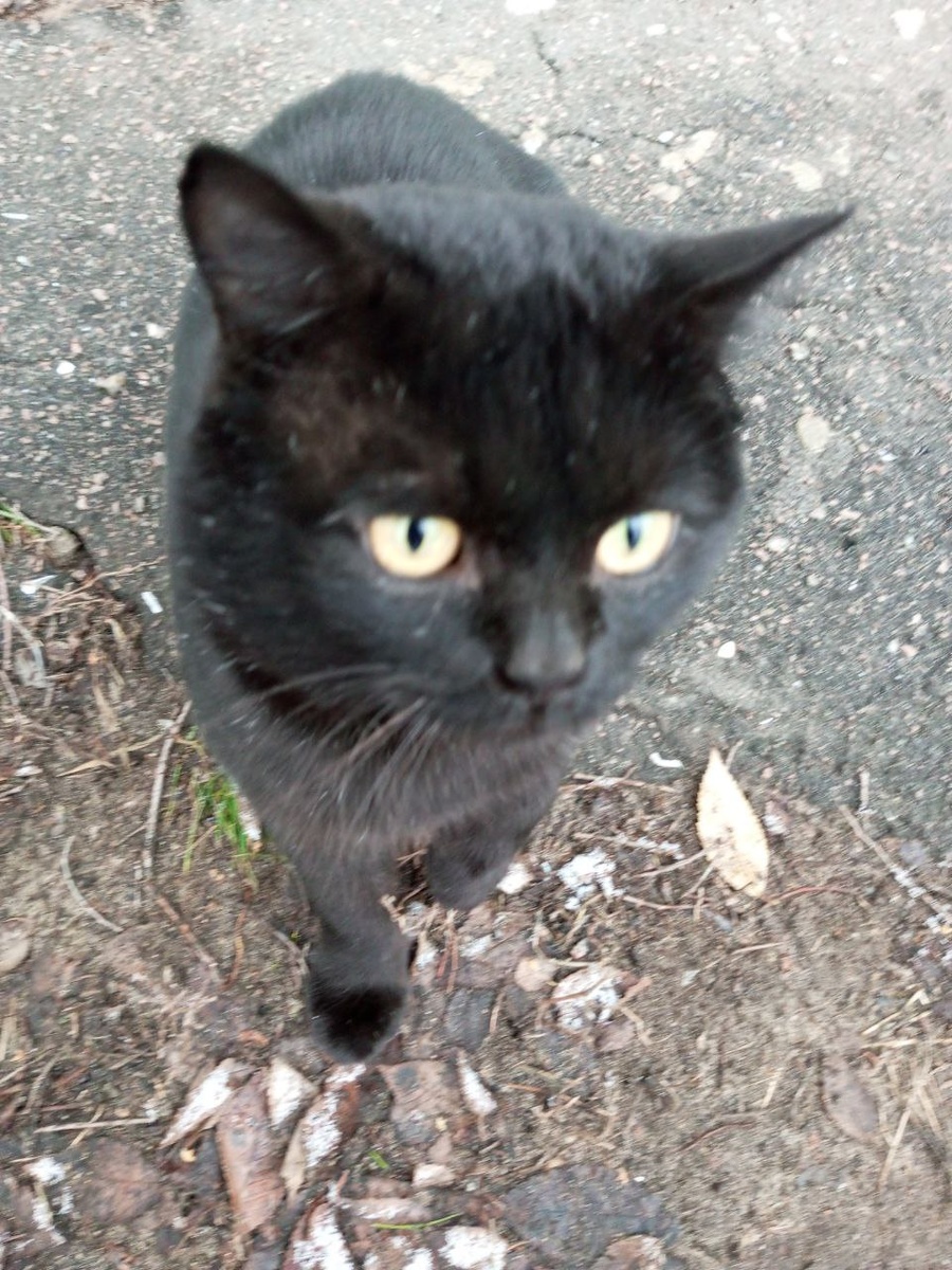 Чип, наш, свой