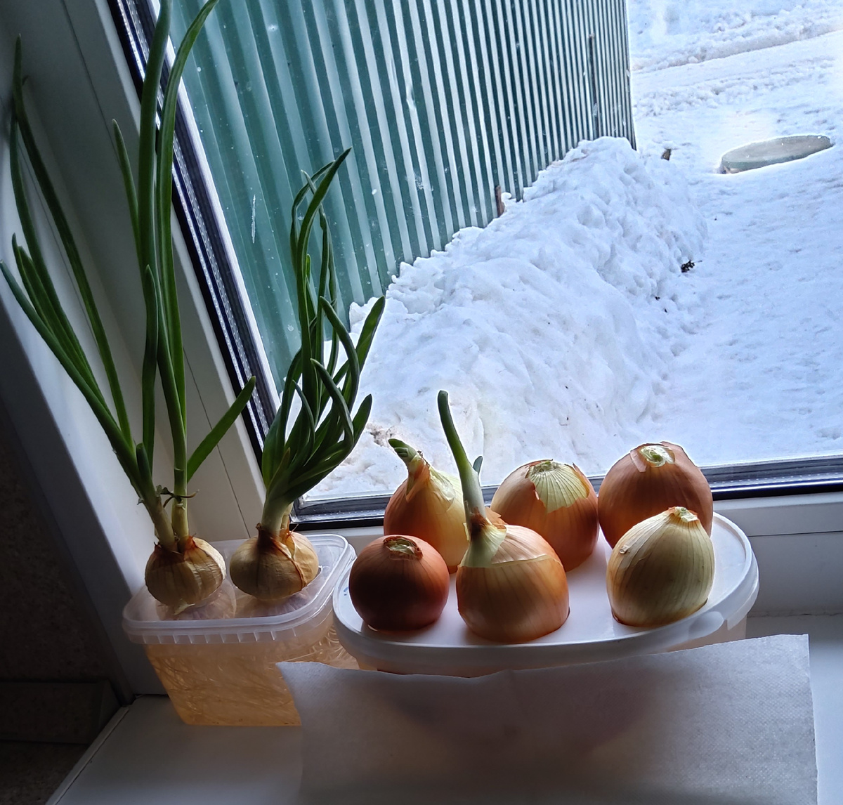 Фото автора.