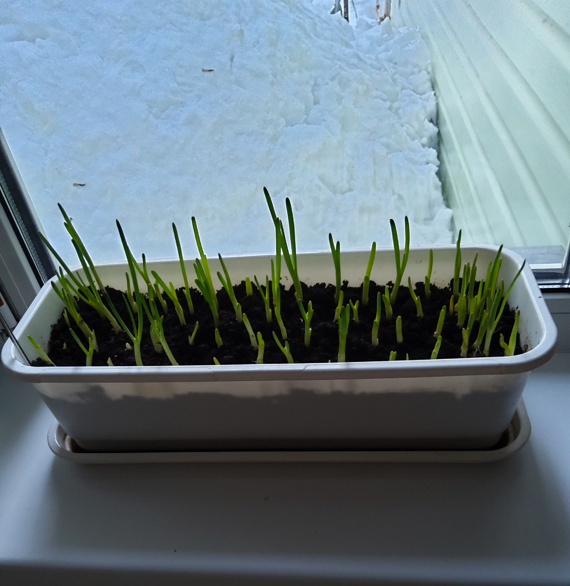 Фото автора.