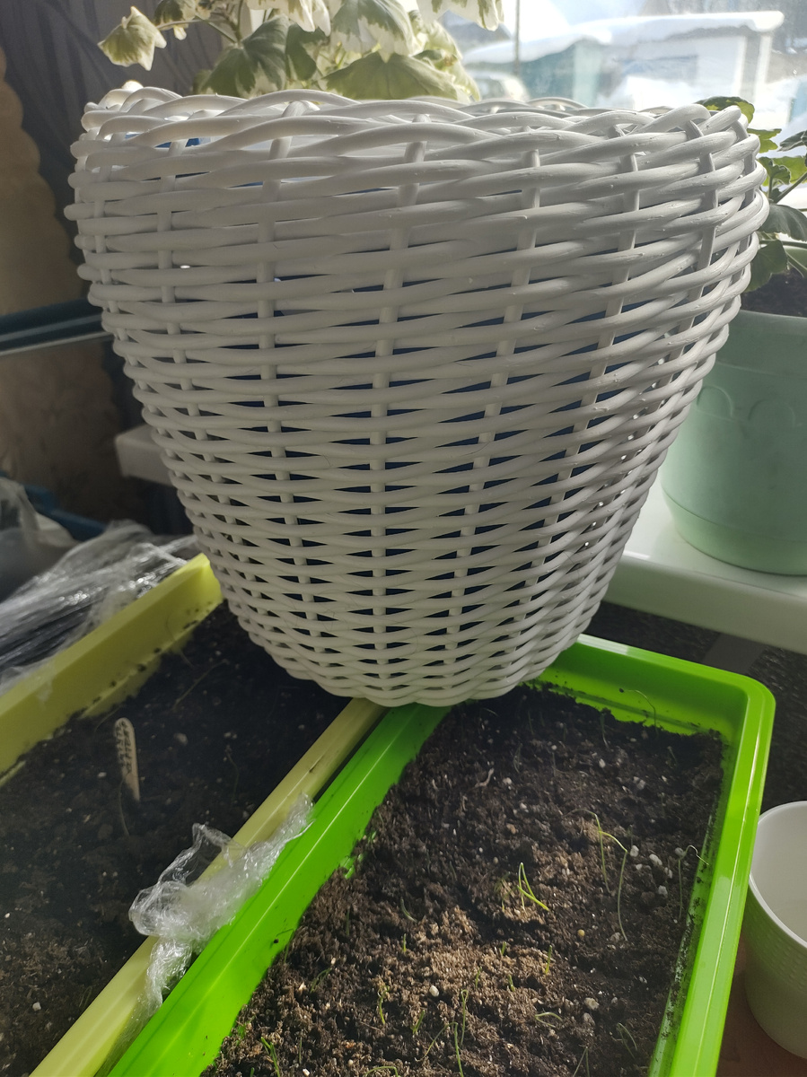 Вот первое кашпо, и конечно лучок, фото автора 