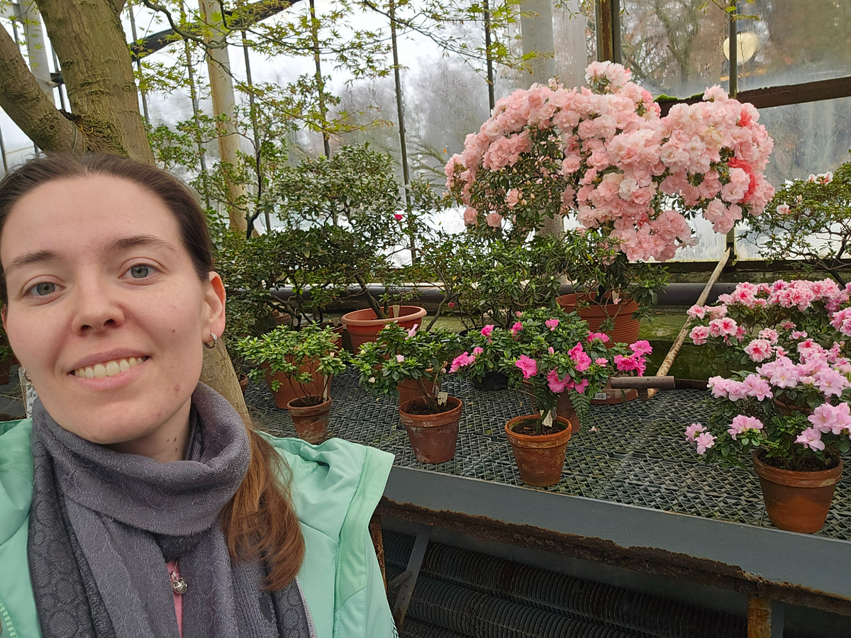 Рододендрон (лат. Rhododndron).