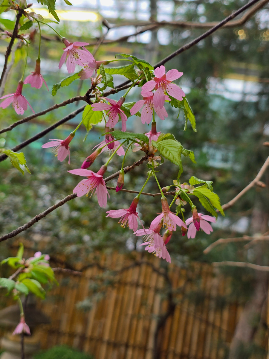 Вишня Окамэ (лат. Prunus 'Okame').