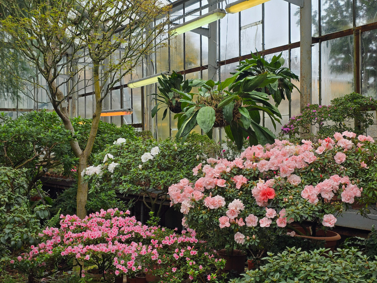 Рододендрон (лат. Rhododndron).