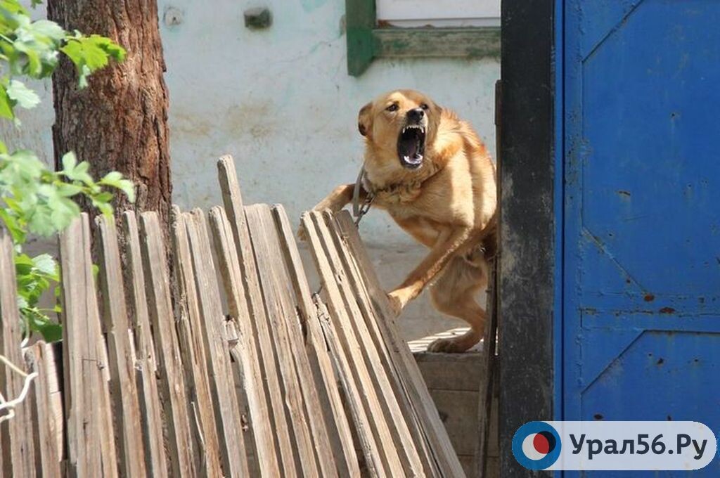    В Орске бездомная собака напала на пожилую женщину