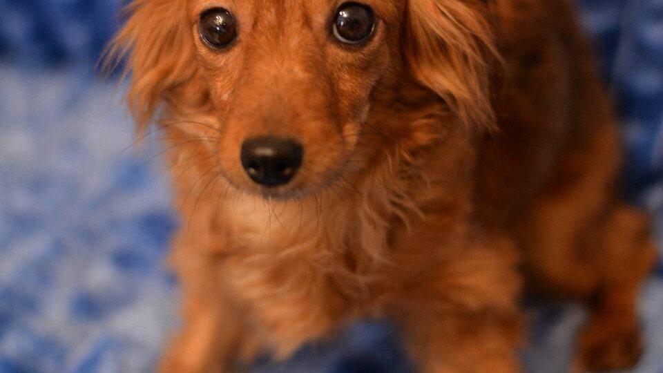 Альта ищет дом! Подружится и с детками, и с собачками, и даже с вашими котиками. Забирайте скорее сокровище из приюта 🐶