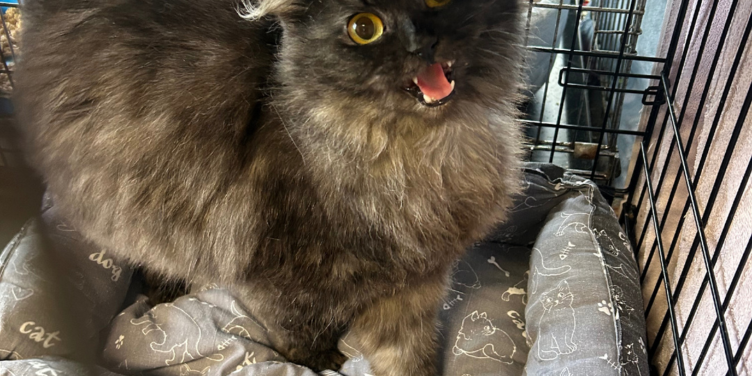 СРОЧНЫЙ СБОР‼️