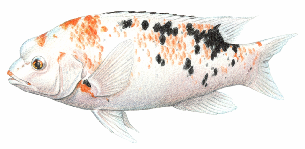 Bodianus eclancheri