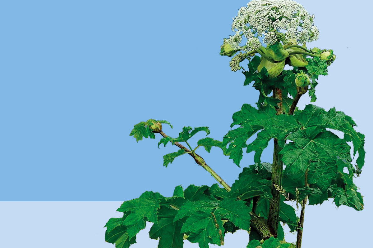    В Свердловской области введут штрафы за борщевик на участках