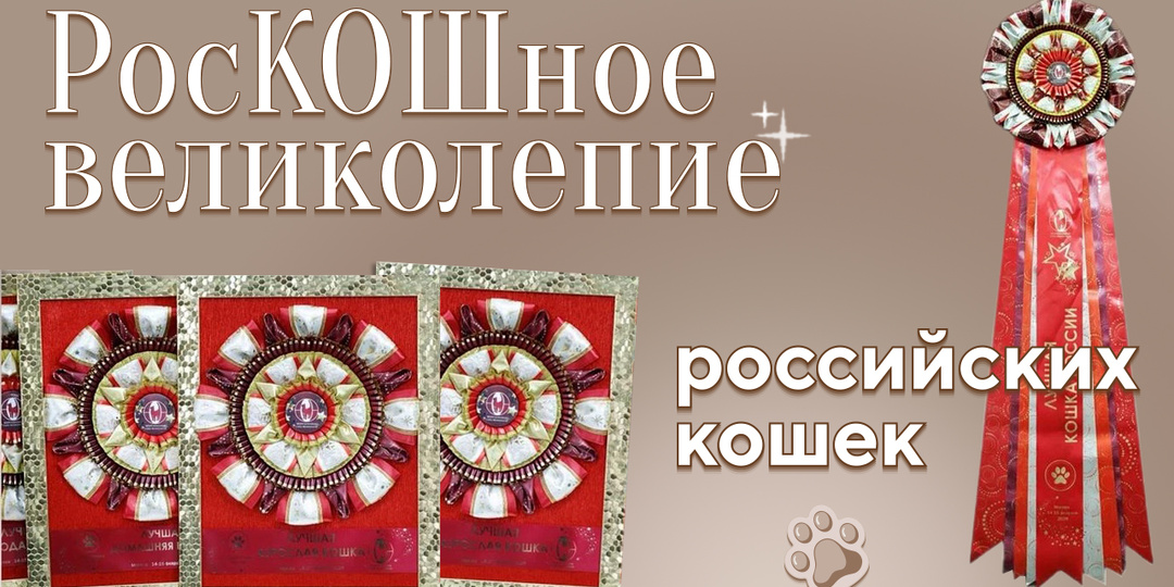 Лучшая кошка России! Готовы?