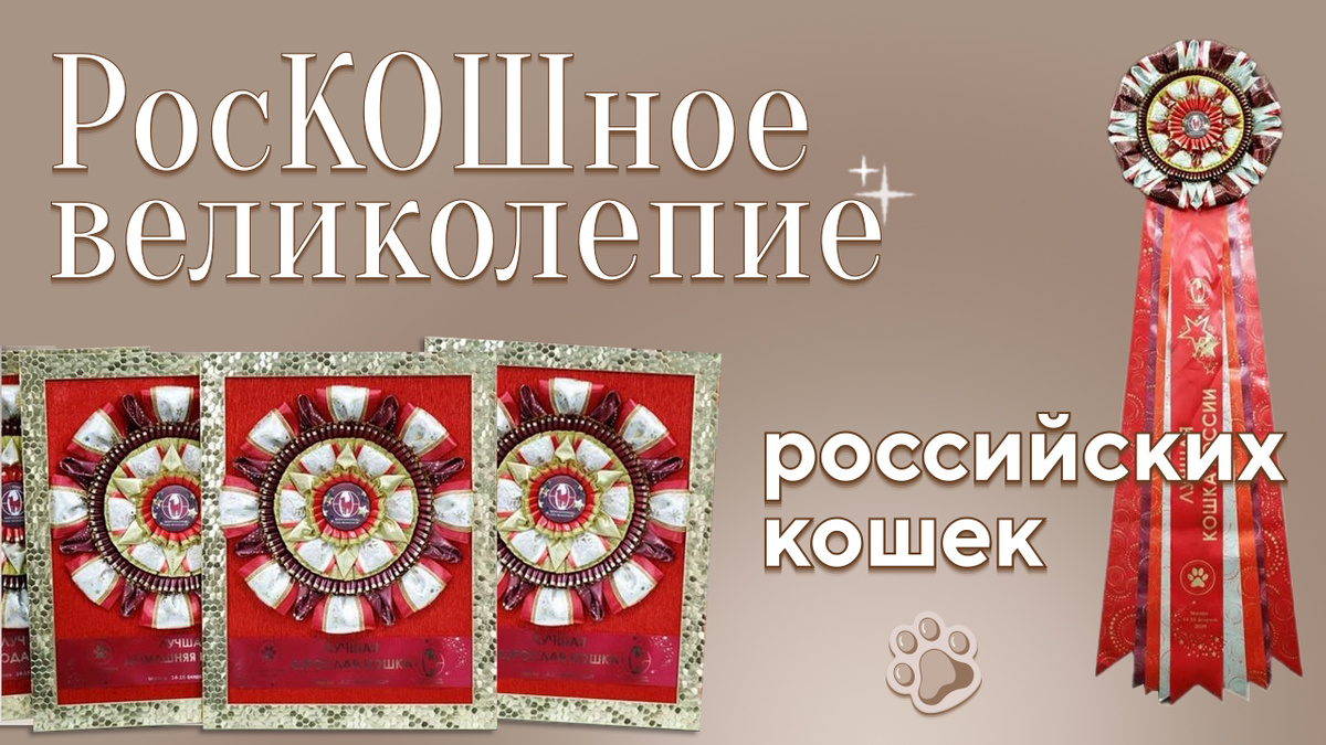 «РосКОШное великолепие российских кошек»