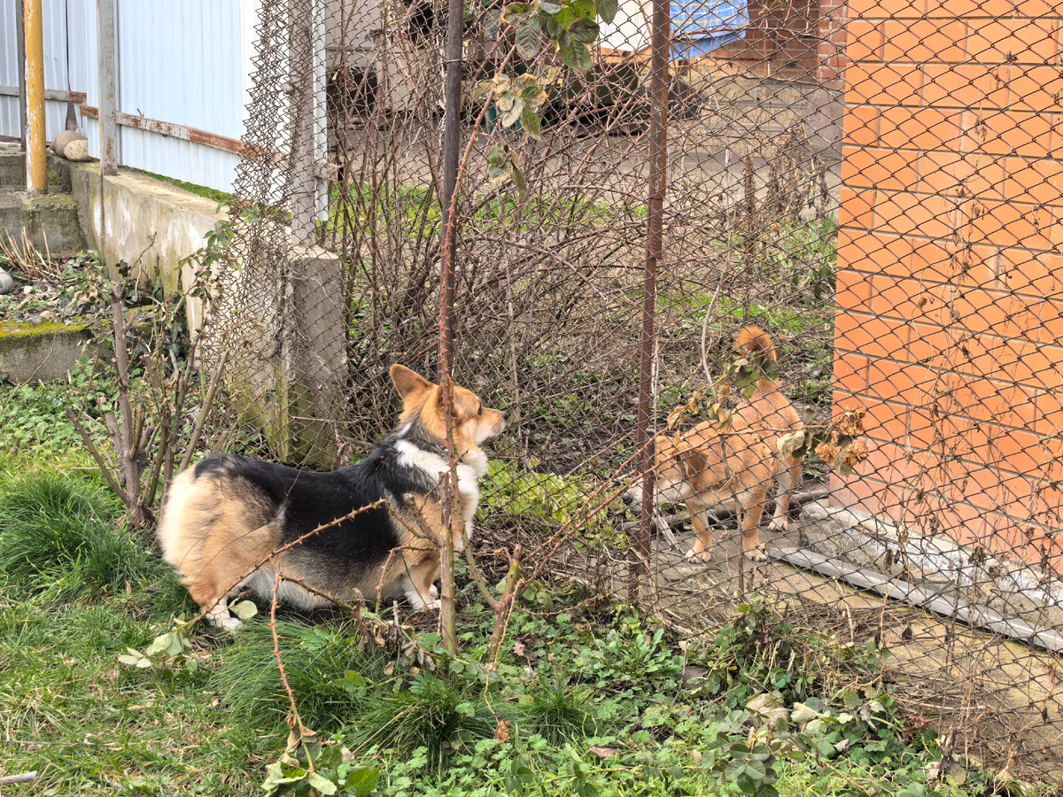 Общается с соседом