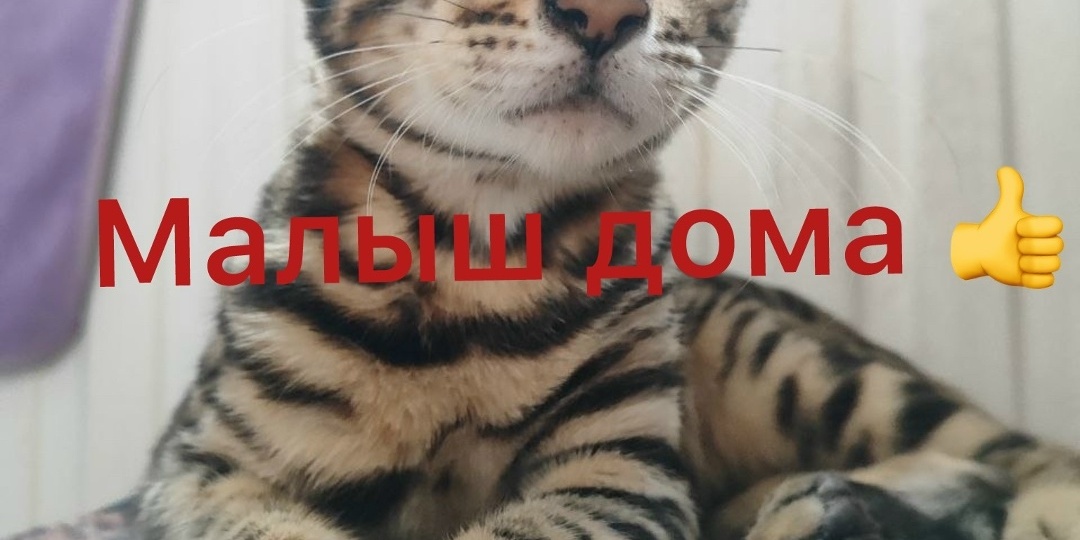 👋Ураа! Бенгальский котёнок Малыш УЖЕ ДОМА!💕